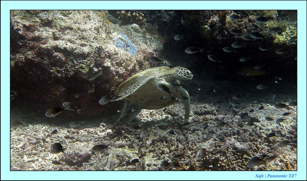 2011 - 08 - Borneo - Sipadan 007